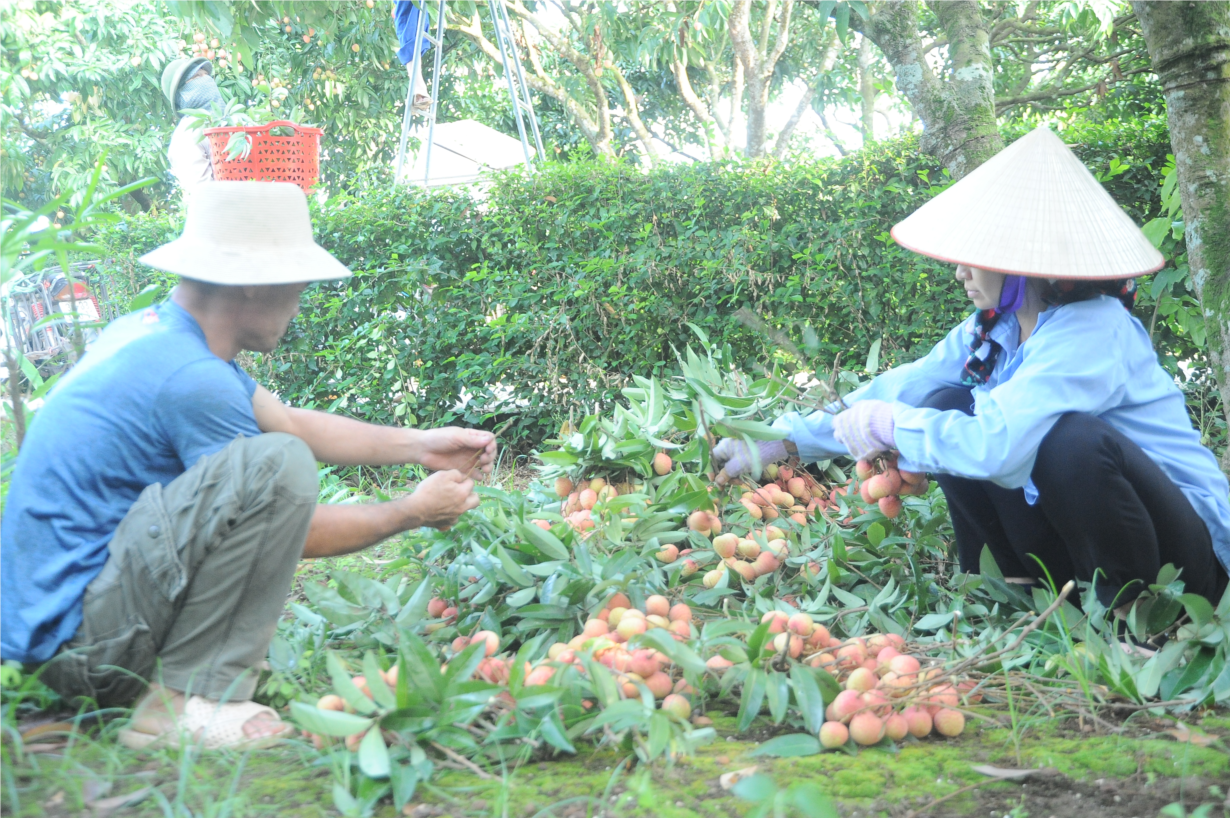 Hải Dương: Vải thiều được mùa, được giá (19/5/2020)